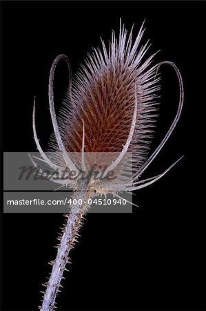 Thistle over black background