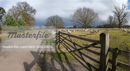 A herd of sheep, animals on farm illustrating farming, agriculture, wool, livestock and animals.