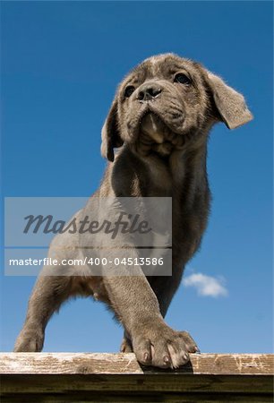 portrait of a young puppy purebred italian mastiff "cane corso"