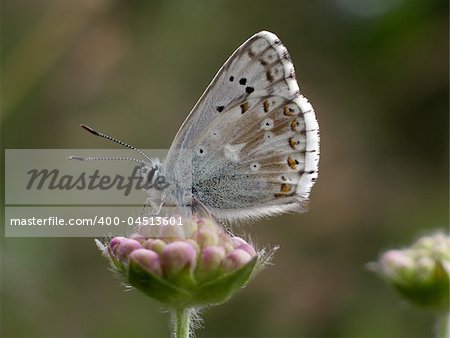 Close view of a butterfly (Lysandra coridon) on a flower