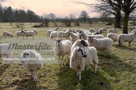 A herd of sheep, animals on farm illustrating farming, agriculture, wool, livestock and animals.