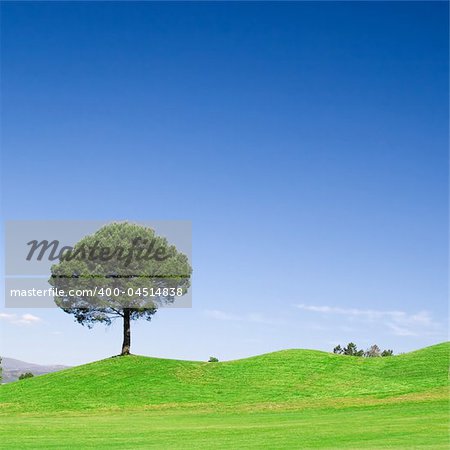 Tree in green field with deep blue sky
