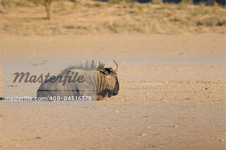 Black wildebeest resting in the afternoon heat in the Kalahari