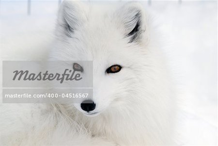 Close-up picture of an Arctic Fox