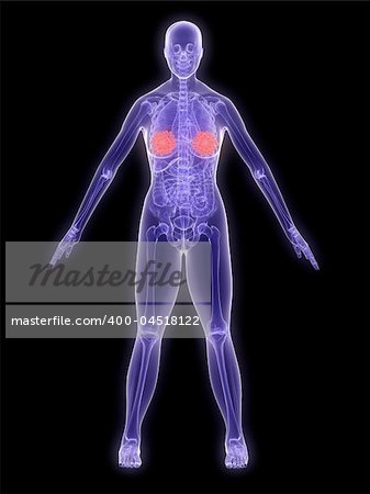 3d rendered illustration of a female anatomy with highlighted mammary gland