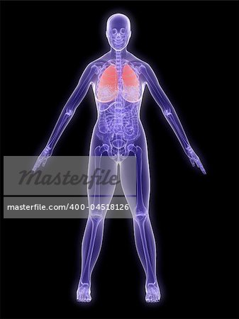 3d rendered illustration of a female anatomy with highlighted lung