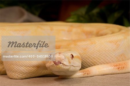 Nine feet Albino Snake coils up