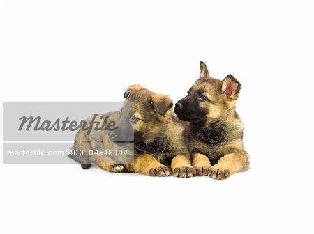 two Germany sheep-dog puppies isolated on white background