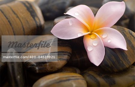 Frangipani flower and polished stone on tropical bamboo mat