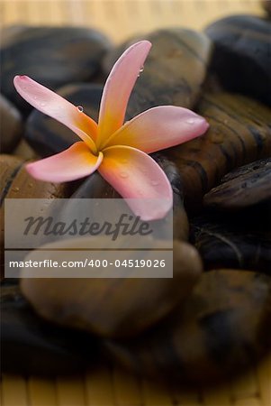 Frangipani flower and polished stone on tropical bamboo mat