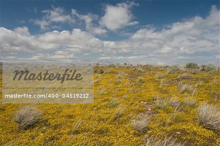 The Antelope Valley California Poppy State Reserve is a state-protected reserve land located in the rural westside of the Antelope Valley in northern Los Angeles County, 15 miles (24 km) west of Lancaster. The reserve is at an elevation ranging from 2600 to 3000 feet above sea level in the Mojave Desert climate zone. The reserve is administered by California State Parks. The reserve's namesake and