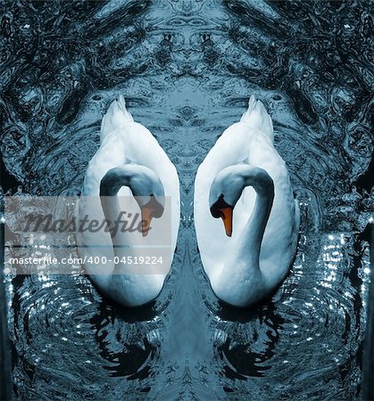 A digital composition of two Mute Swans (Cygnus Olor)