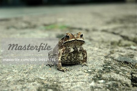 Amphibian Anura frog on a rough pavement