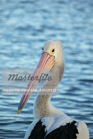 beautiful close up image of pelican in front of blue water