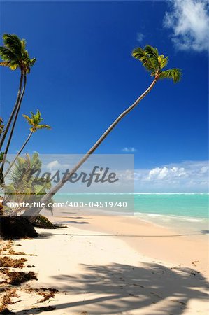 Pristine tropical beach with palm trees on Caribbean island