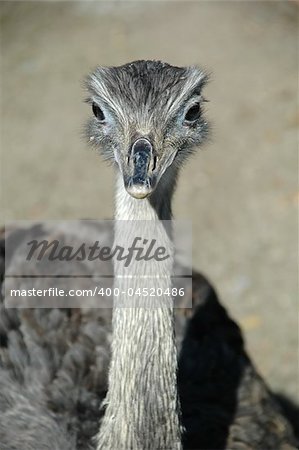 Emu looking