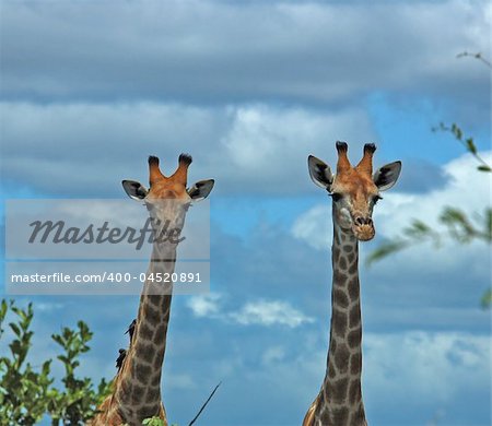 Two curious Giraffes in the bushveld of South Africa.