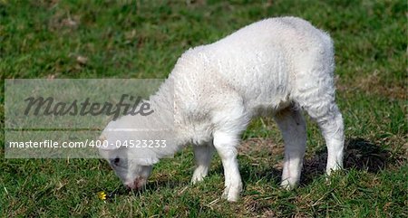 Adorable Spring lamb eating grass