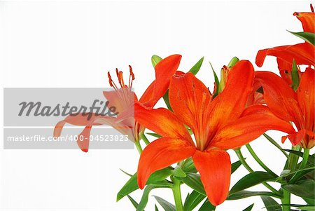 Beautiful spring flowers - red lilies with leaves isolated