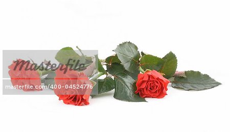 close-up of three beautiful red roses on white
