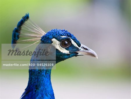 Closeup of a colorful peacock's head