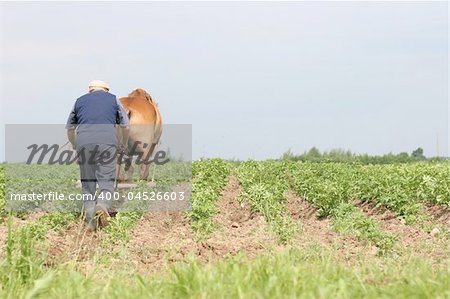 Farmer at work, plowing the potato field rows, june, Belarus