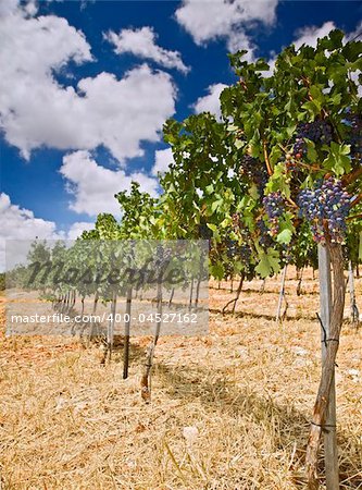 rolling vinyards in the Galilee Israel