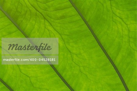 A close up of a tropical leaf.