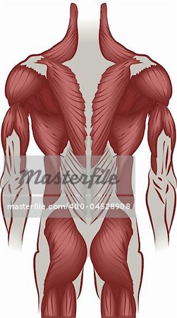 An illustration of the muscles of the human back