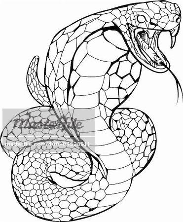 Black and white illustration of a cobra snake preparing to strike