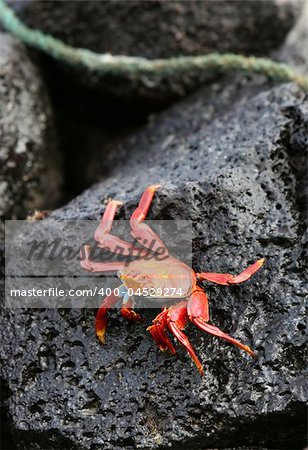 A beautiful Sally Lightfoot Crab rests on a volcanic rock on the island of San Cristobal, Ecuador