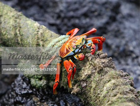 A Sally Lightfoot Crab munches on algae found on this old rope in the Galapagos islands
