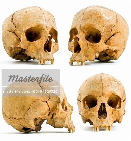 four angels of human skull isolated on white