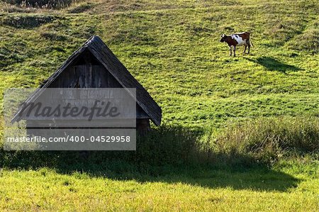 Flying Cow