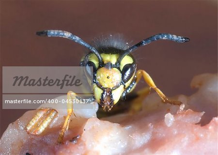 The hornet wasp on meat