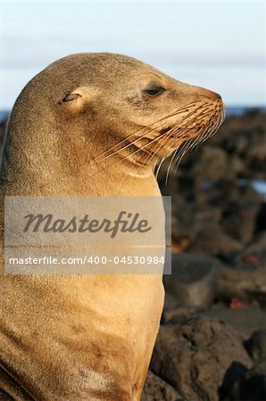 A Sea Lion in Profile