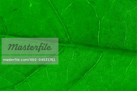 macro green leaf structure background