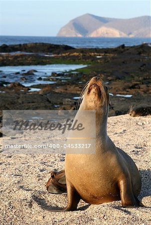 Sea Lion resting on the sandy beach of the Galapagos Islands