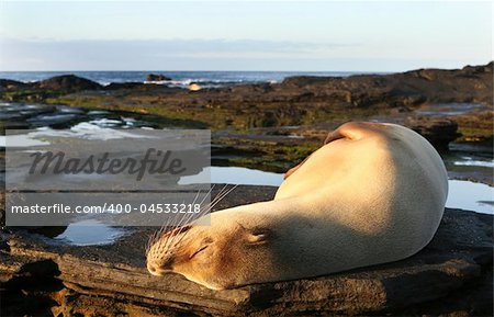 A beautiful sea lion resting under the sun