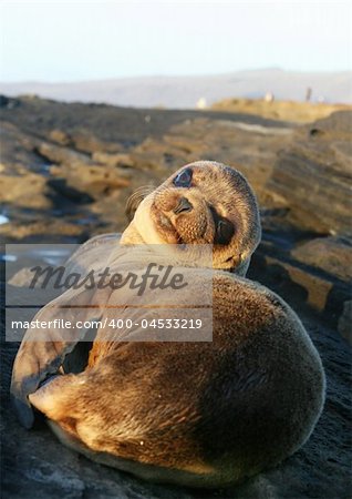 Baby Sea Lion resting on the beach