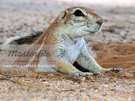 Close-up of a ground squirrel (Xerus inaurus) emerging from his burrow, Kalahari desert, South Africa