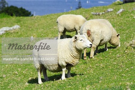 Sheep And Grassland In The New Zealand