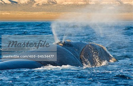 Right whale in Puerto Piramides, Peninsula Valdes, Patagonia, Argentina.
