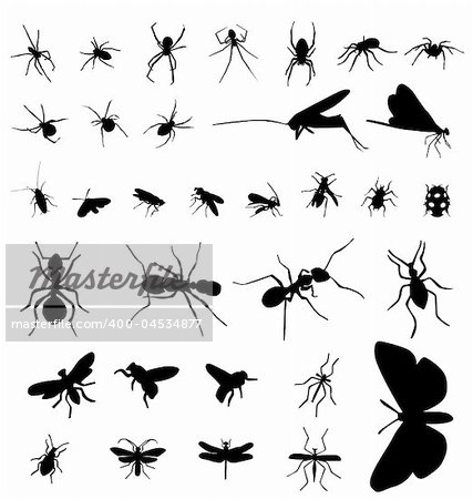 collection of detailed insect silhouettes; easy to manipulate