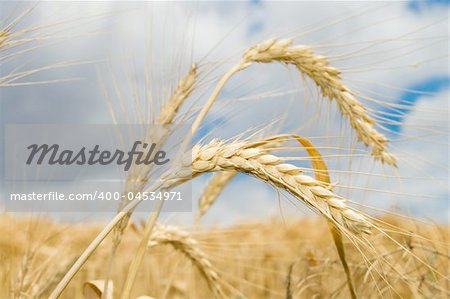 ear of wheat with dark blue sky on a background