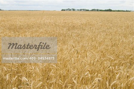 field of ripe wheat gold color south Ukraine