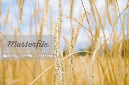 image of ripe rye gold color south Ukraine