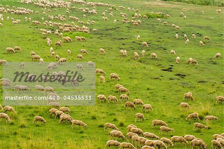 Sheep herd grazing on green grass