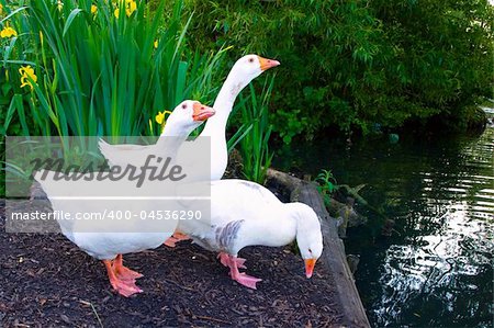 Pure White oies avec orange bec recherche de nourriture