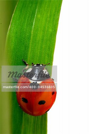 ladybug on grass isolated on white